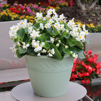 Begonia Viking White on Green Leaf Seed