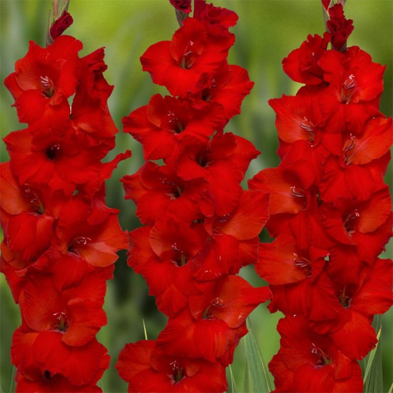 Gladiolus Costello Corms