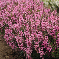 Angelonia Serenita Pink F1 Seed