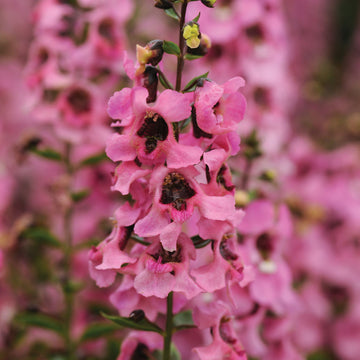 Angelonia Serenita Pink F1 Seed