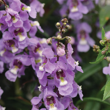 Angelonia Serenita Sky Blue F1 Seed