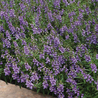 Angelonia Serenita Sky Blue F1 Seed