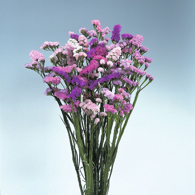 Statice QIS Soft Pastel Shades Seed