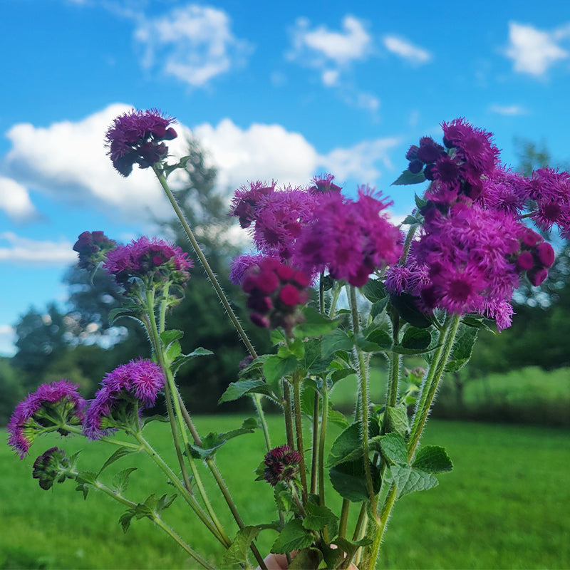 Ageratum Red Flint Seed