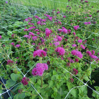 Ageratum Red Flint Seed