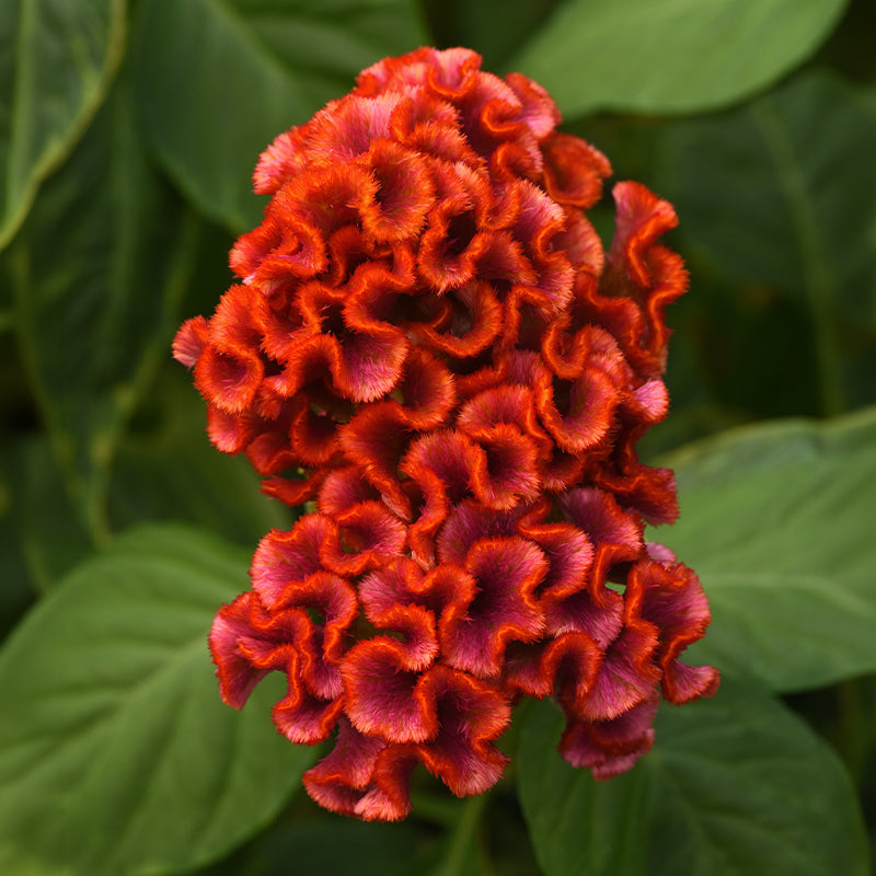 Celosia Neo Bright Orange Seed