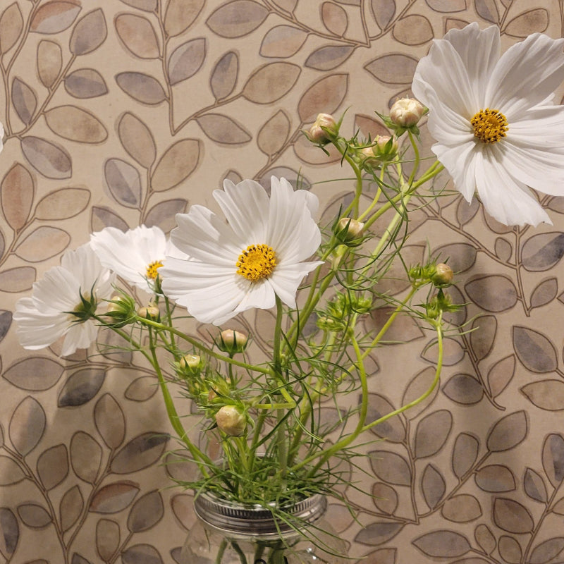 Cosmos Sensation Purity Seed