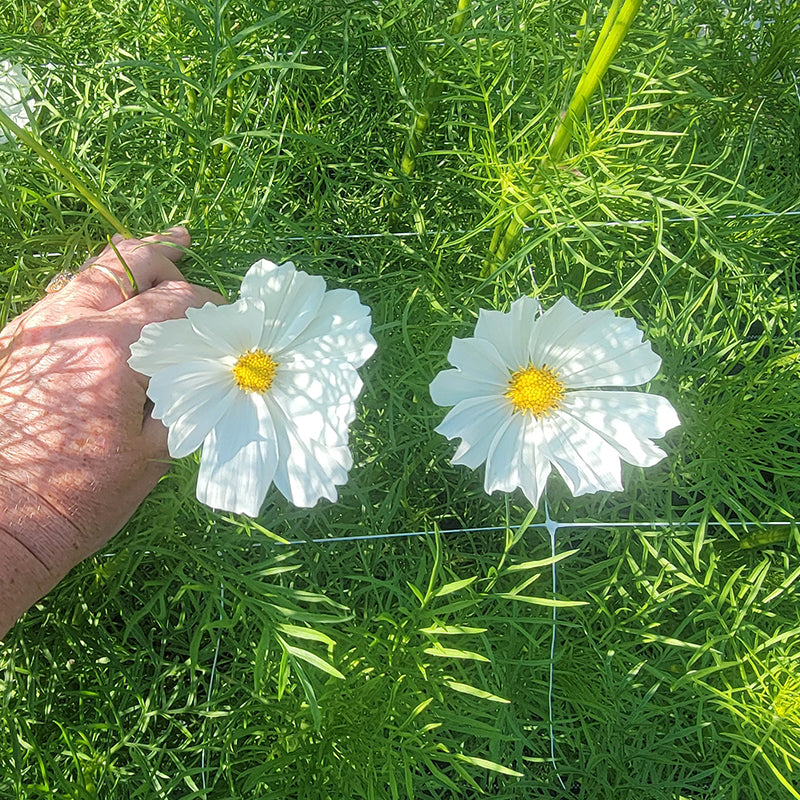Cosmos Sensation Purity Seed