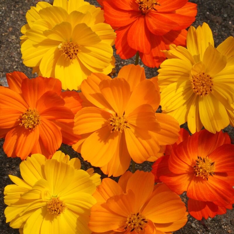 Cosmos Bright Lights Seed
