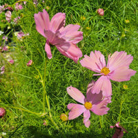 Cosmos Apricotta Seed