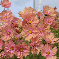 Cosmos Apricotta Seed