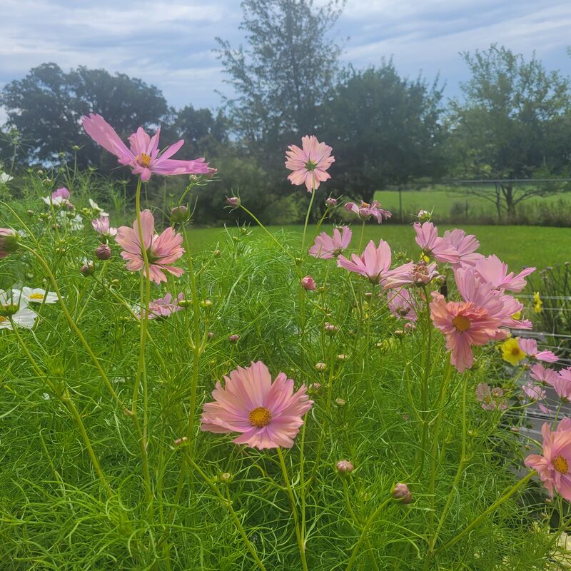 Cosmos Apricotta Seed