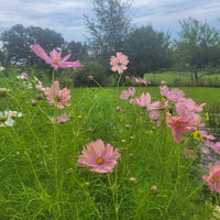 Cosmos Apricotta Seed
