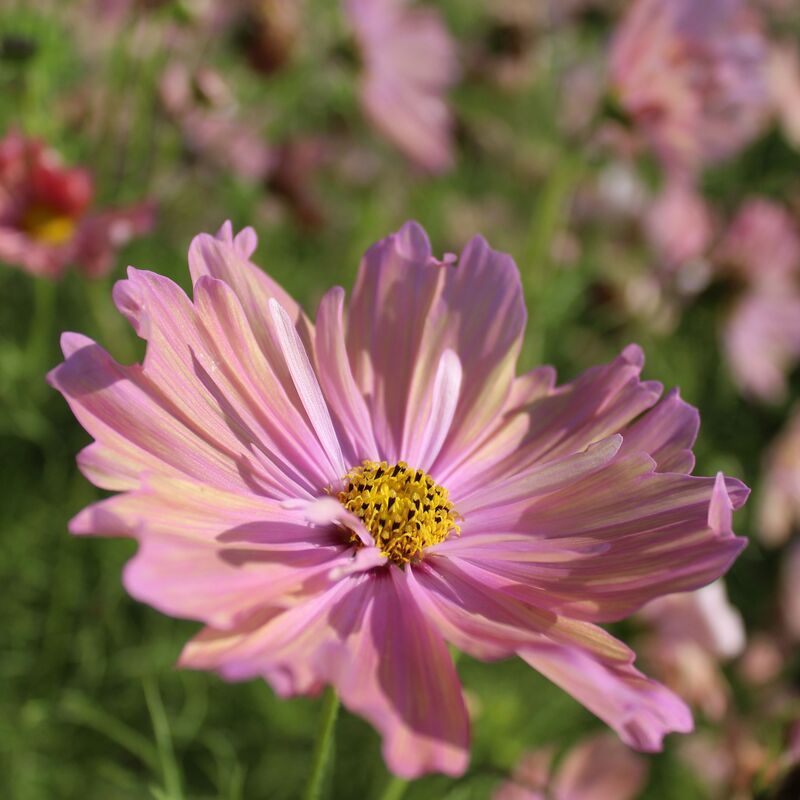 Cosmos Apricotta Seed