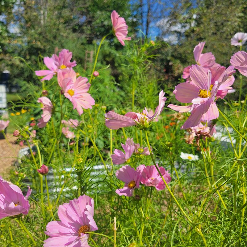 Cosmos Apricotta Seed