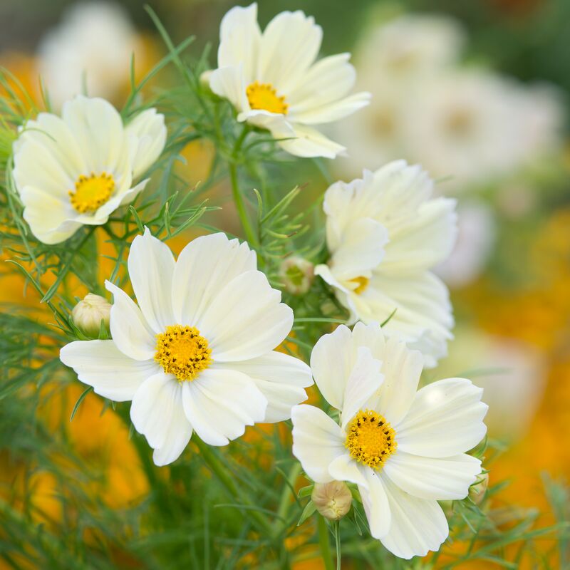 Cosmos Kiiro Seed
