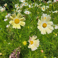 Cosmos Kiiro Seed