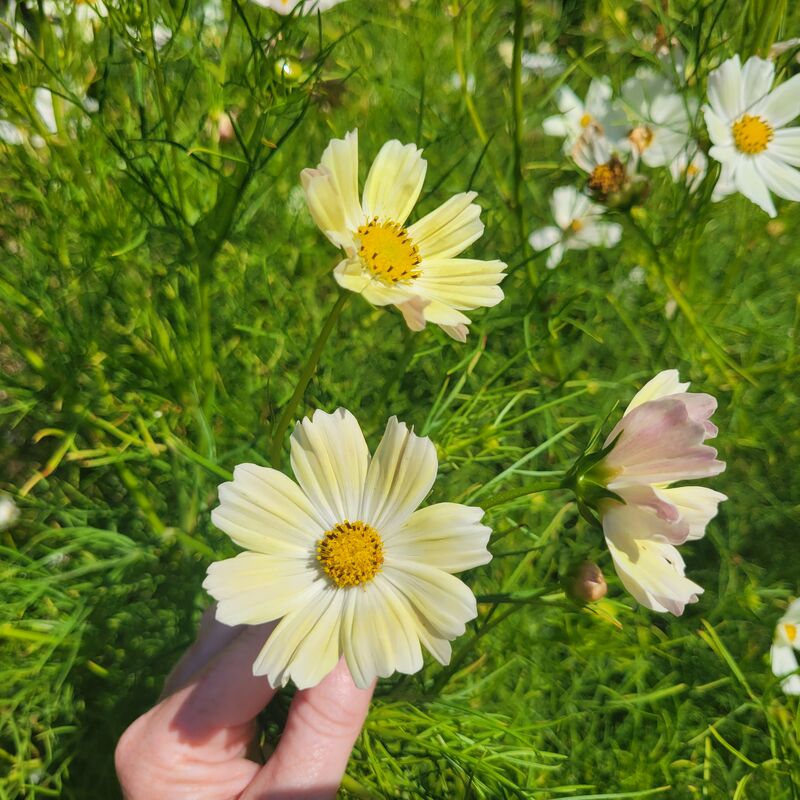 Cosmos Kiiro Seed