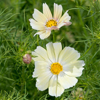 Cosmos Kiiro Seed
