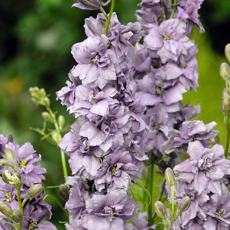 Delphinium King Size Misty Lavender Seed