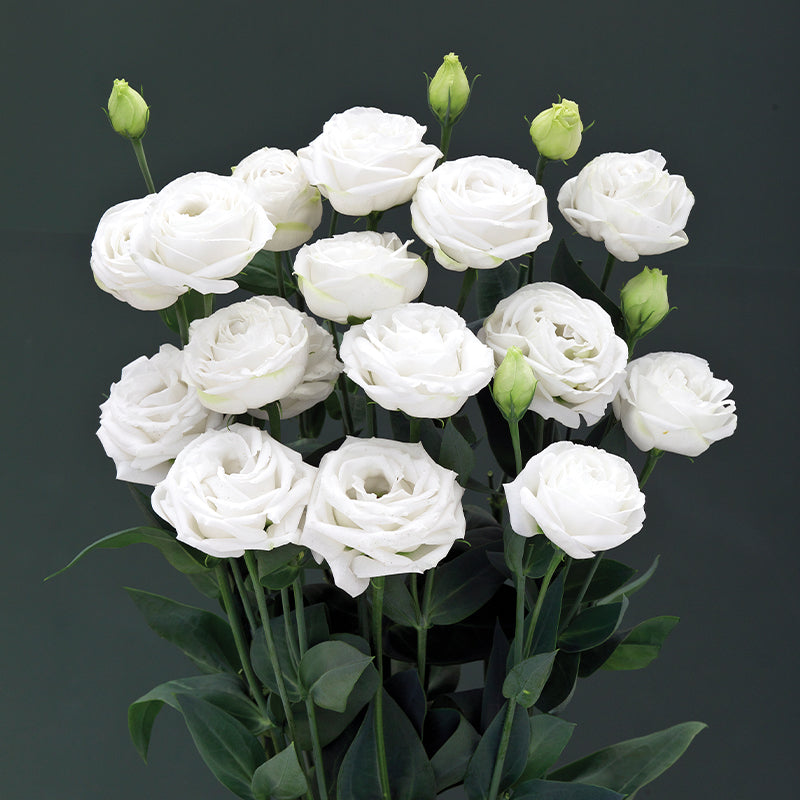 Lisianthus Cupid 3 White F1 Seed