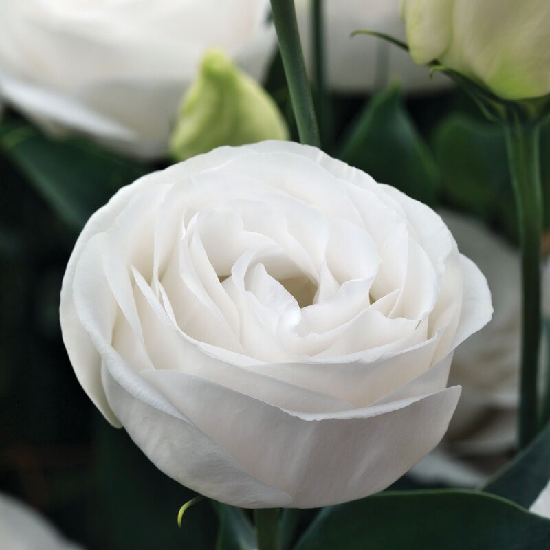Lisianthus Cupid 3 White F1 Seed