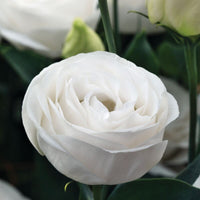 Lisianthus Cupid 3 White F1 Seed