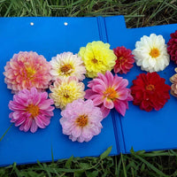 Dahlia Watercolour Mix Seed