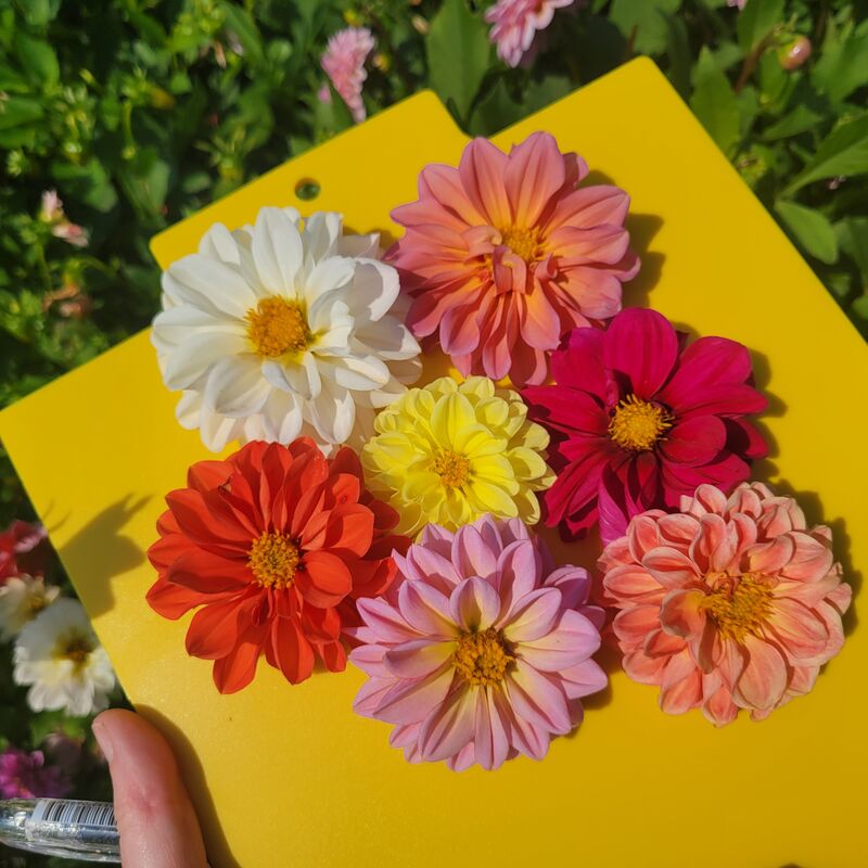 Dahlia Watercolour Mix Seed