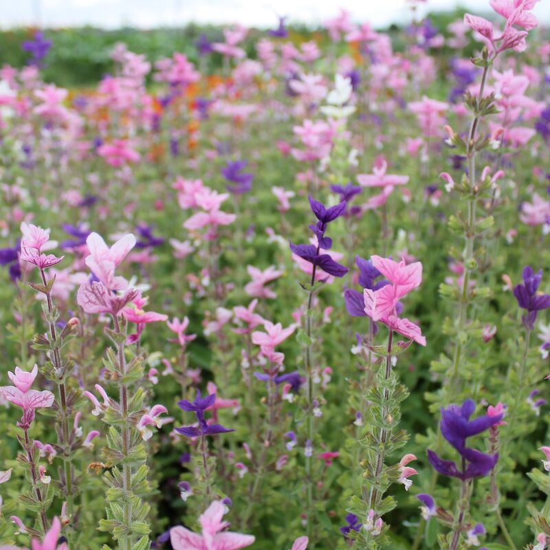 Salvia Tricolor Tall Mix Seed