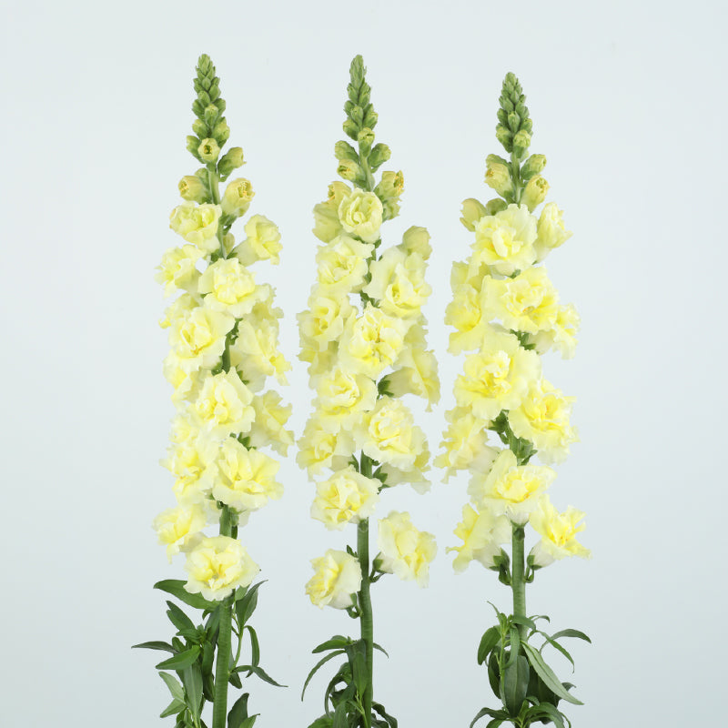 Snapdragon Snapstar Yellow 2 F1 Seed