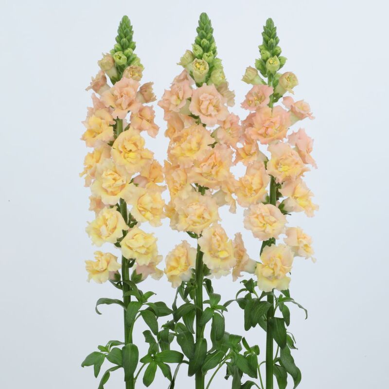 Snapdragon Snapstar Champagne 2 F1 Seed