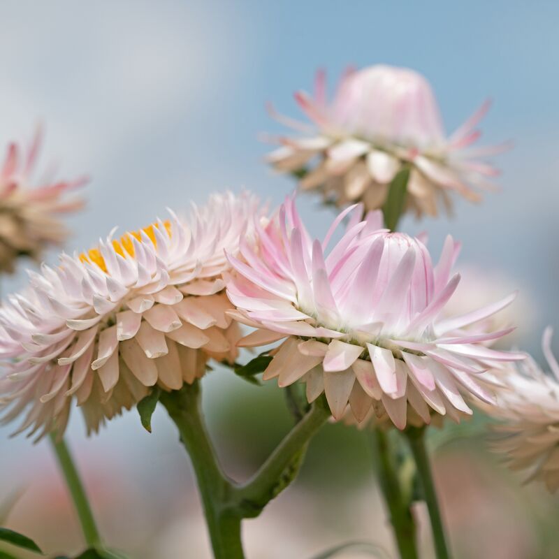 Strawflower King Size Silvery Rose Seed