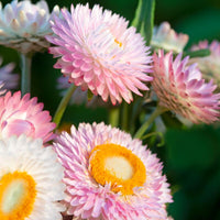 Strawflower King Size Silvery Rose Seed