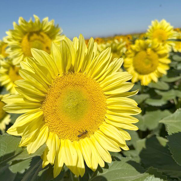 Sunflower Procut Lemon Lite Seed