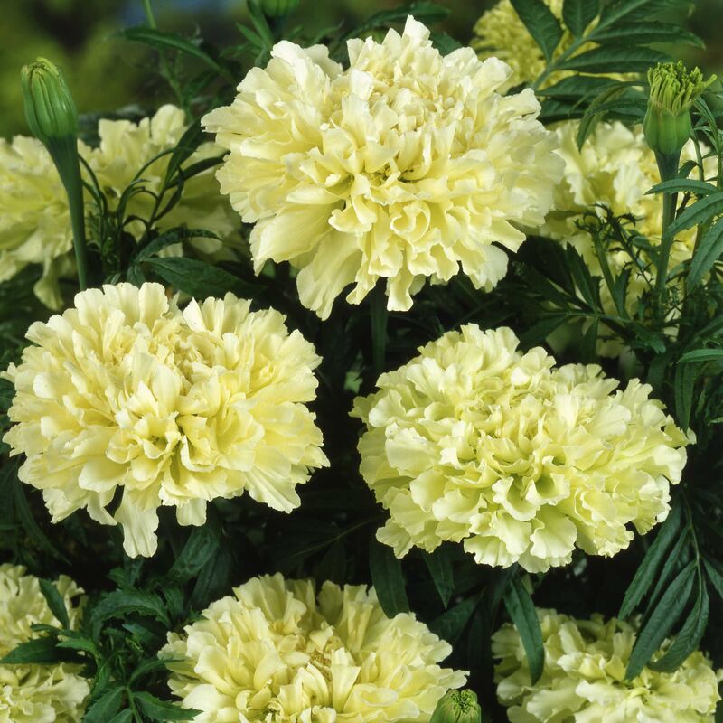 Marigold Snowstorm Seed
