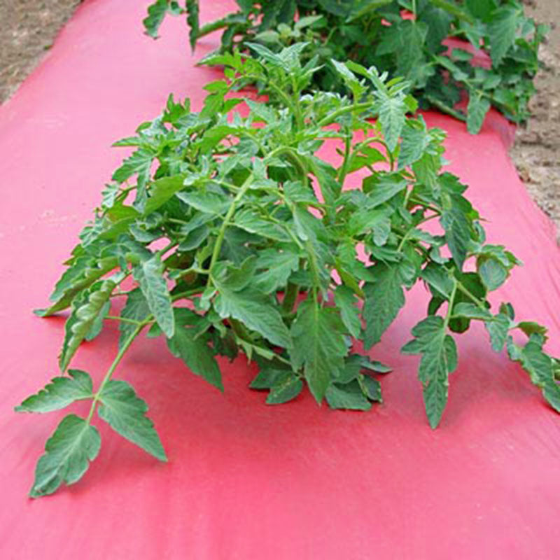 red plastic mulch for tomato plants Red Plastic Mulch 4' x 2400'