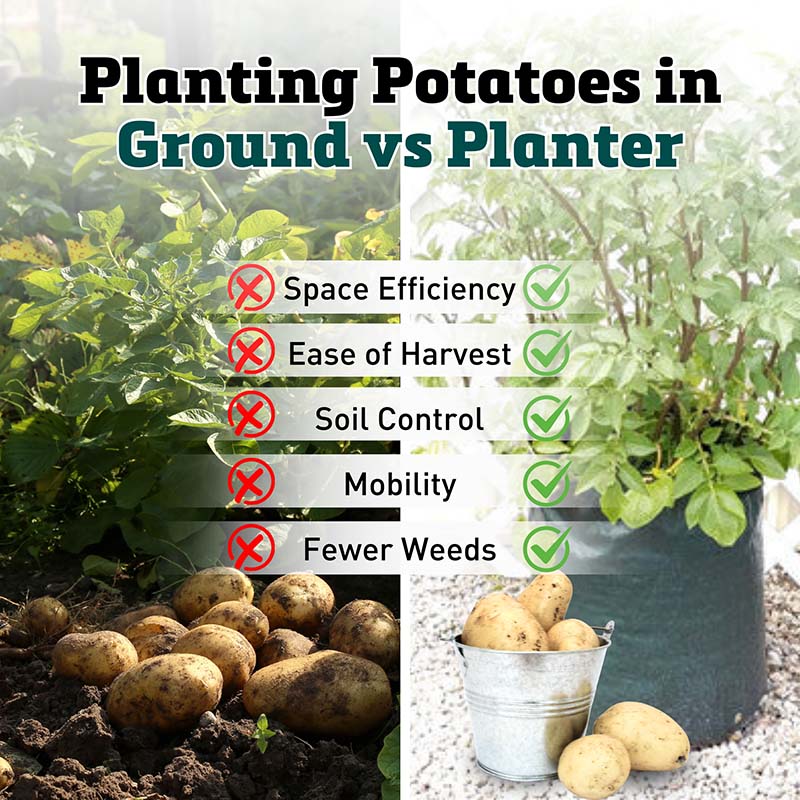 potato seed planter Potato Planter Bag (3 Pack)