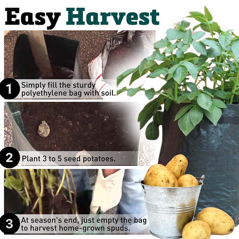 planting potato seeds in containers Potato Planter Bag (3 Pack) – Harris Seeds
