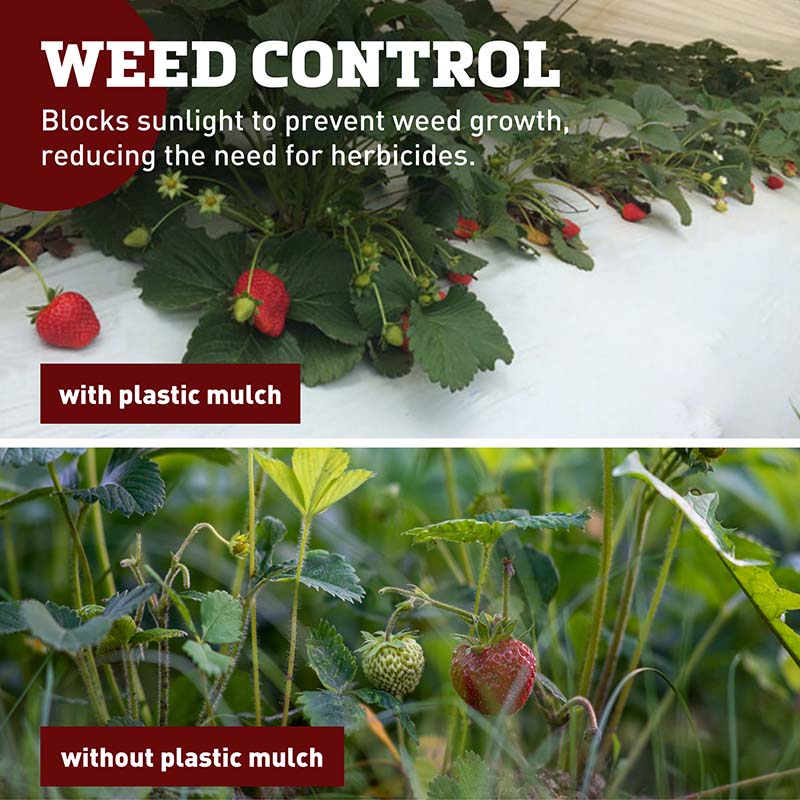 planting strawberries in plastic mulch White on Black Plastic Mulch 4' x 600' – Harris Seeds