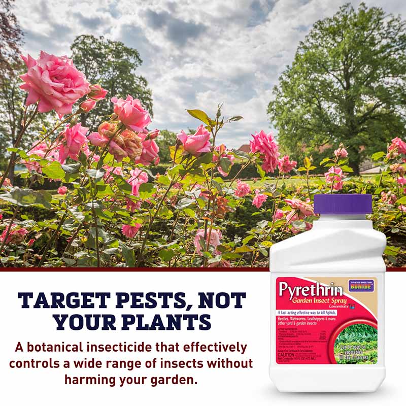 bonide garden insect spray Bonide Pyrethrin Garden Insect Spray