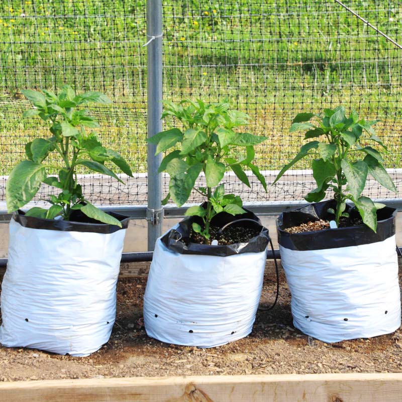 planting seeds in grow bags Grow Bags 5 Gallon