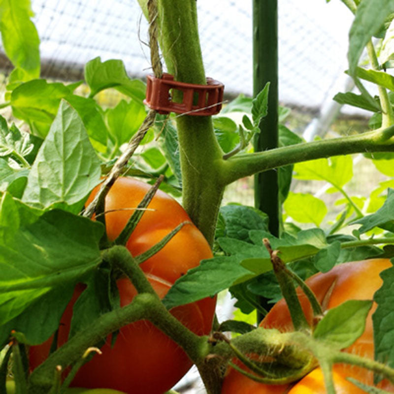 plant hanging clips Plant Hanger Clips Vine Support for Trellising Tomatoes, Cucumbers & Climbing Plants -15mm