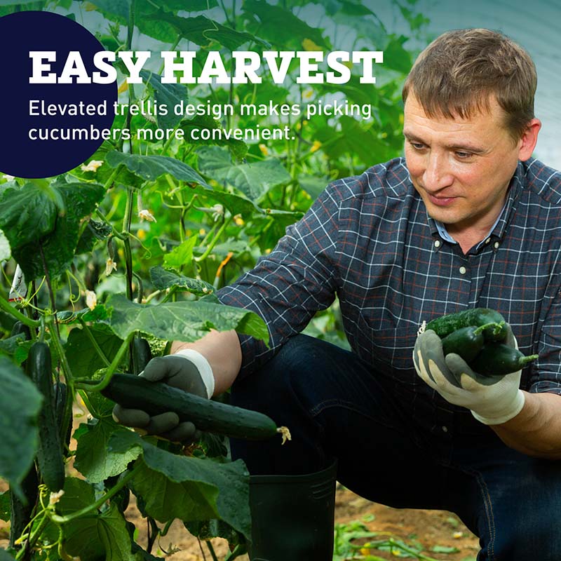 plant under cucumber trellis Harris Seeds Cucumber Support 42 x 48 Galvanized Steel A-Frame Trellis