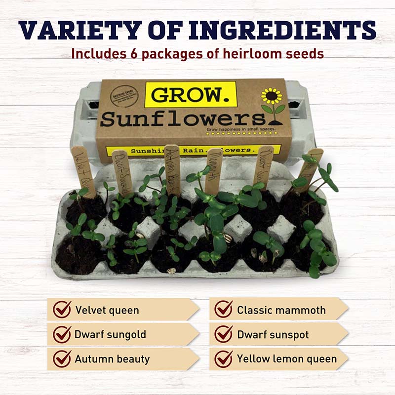 Grow Gardens Grow Sunflowers Kit
