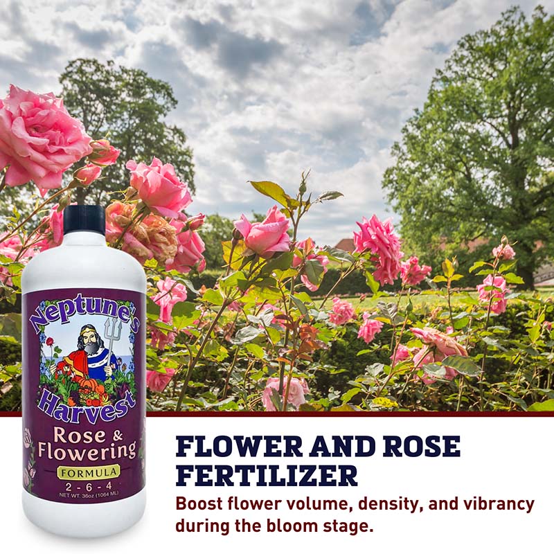 good fertilizer for rose plant Neptune's Harvest Rose & Flowering 2-6-4 32 oz. (1 qt.) Organic Fertilizer