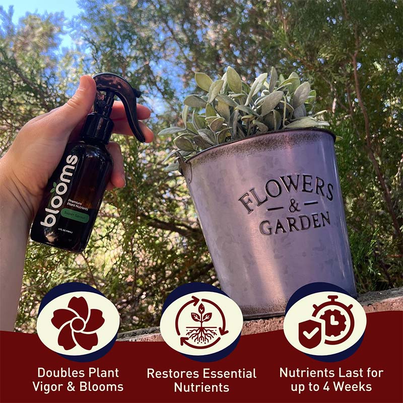 fertilizer spray for indoor plants Blooms Super Sprout 10-3-3 Fertilizer – Harris Seeds