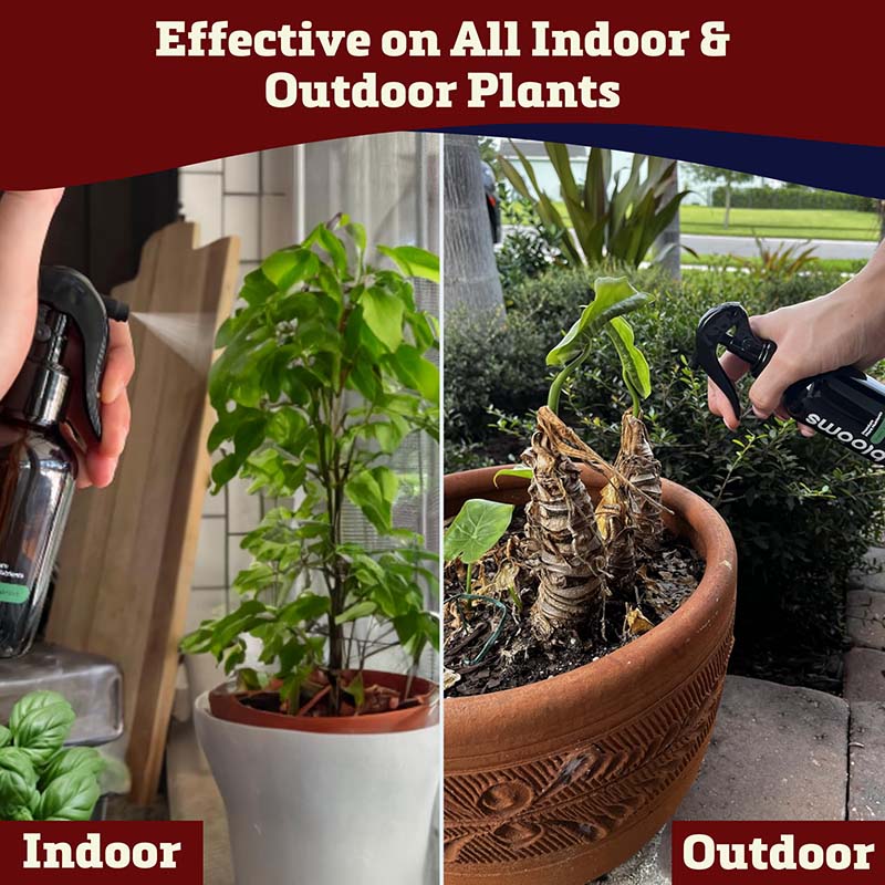 fertilizing pot plants outdoors Blooms Super Sprout 10-3-3 Fertilizer