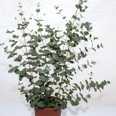 Eucalyptus Silver Drop Seed