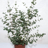 Eucalyptus Silver Drop Seed